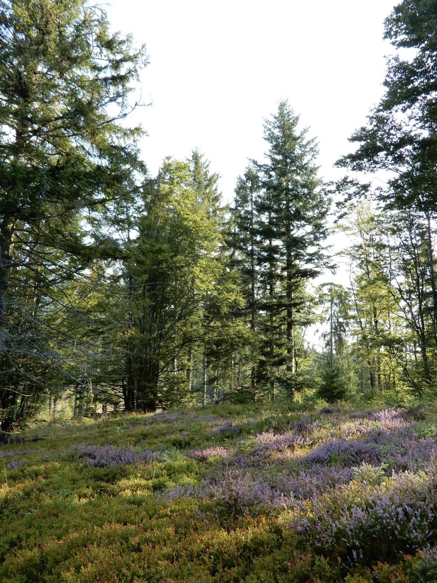 Gartenferienhaus "Annaluise" Schönau im Schwarzwald エクステリア 写真
