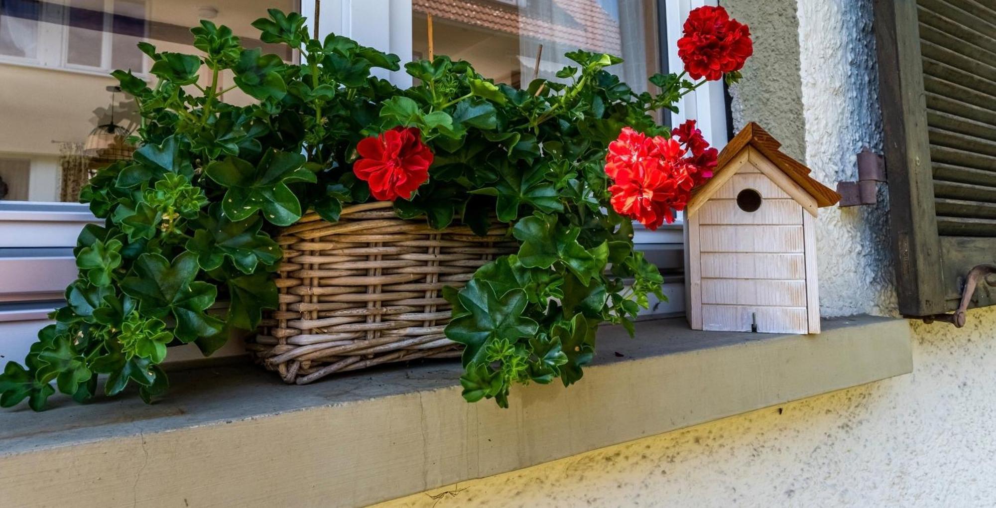 Gartenferienhaus "Annaluise" Schönau im Schwarzwald エクステリア 写真